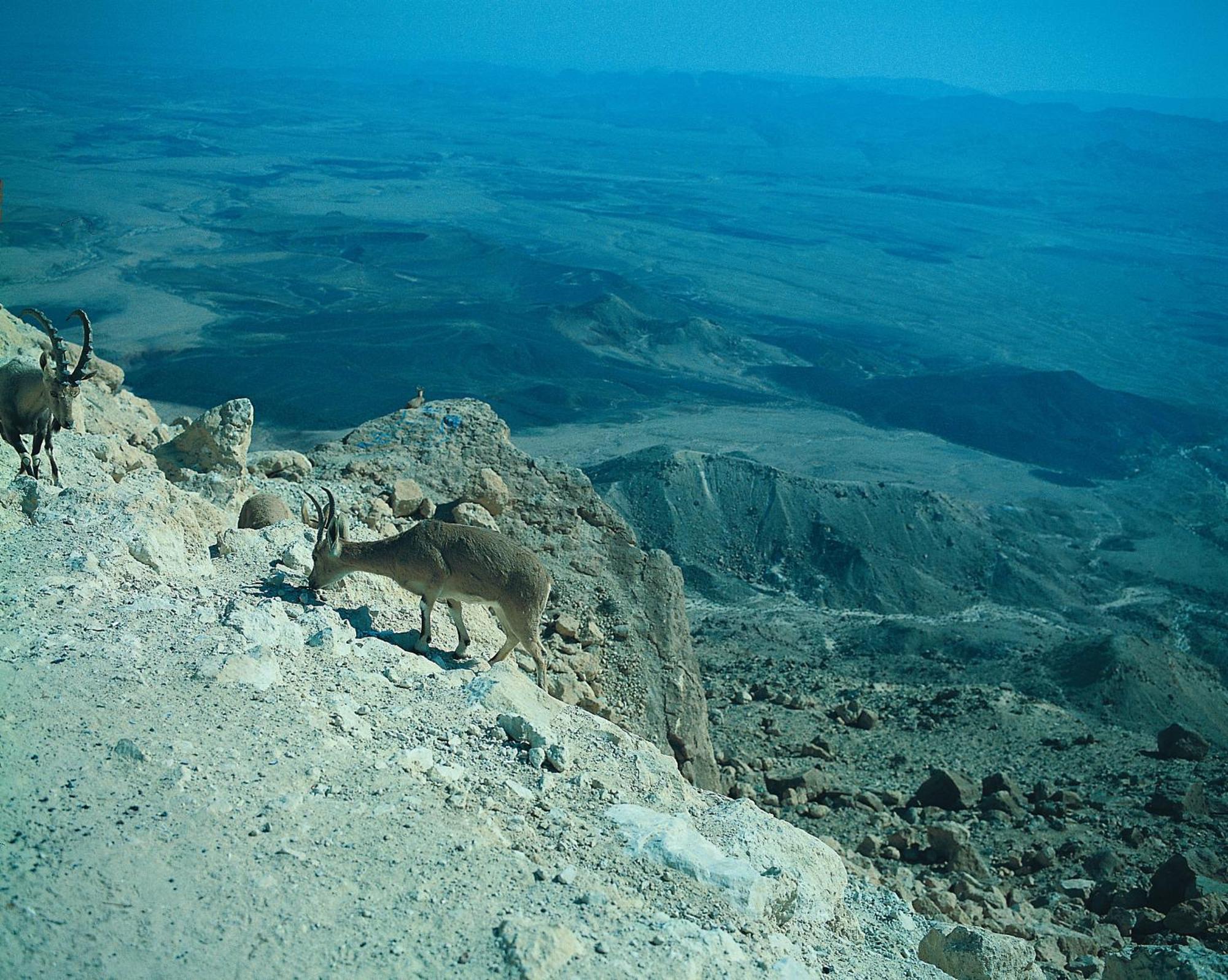 Ramon Inn By Isrotel Collection Mitzpe Ramon Extérieur photo